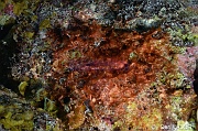 Okenia lorea Algue cyanobaterie brune-Bonaire Keepsake-22m-20180221-Denis-ADER-DSC_7223_tn